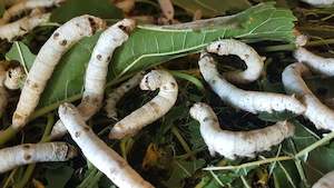 Live Silkworms