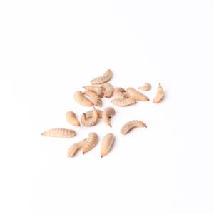 Products: Live Soldier Grubs®