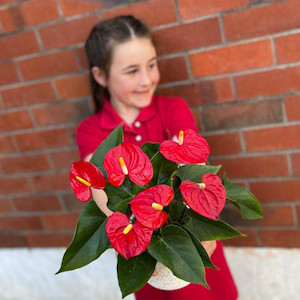 Red Anthurium plant