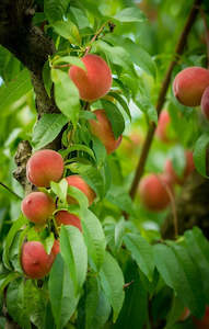 Seasonal: Seasonal Peaches