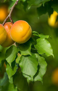 Seasonal Apricots