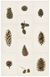 Creative art: Framed Photographic Print - Pine Cones