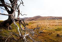 Creative art: Framed Print - Tree at German Creek