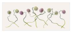 Creative art: Limited Edition Framed Photographic Print - Entangled Allium