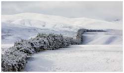 Framed Print - Winter Tree Break, Idaburn