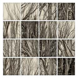 Creative art: Framed Photographic Print - Trees at the Coal Pit Dam