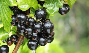 Landscape architecture: Black Currant Laxton Tinker