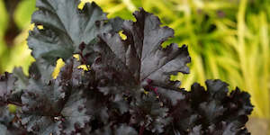 Landscape architecture: Heuchera 'Dark Secret'