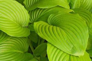 Hosta 'Sum and Substance'