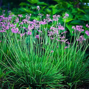 Landscape architecture: Tulbaghia violacea