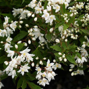 Deutzia gracillis Nikko