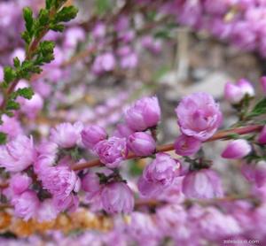 Landscape architecture: Calluna 'Jimmy Dyce'