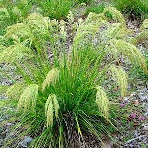 Chionochloa flavicans