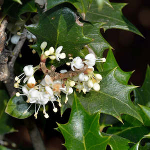 Landscape architecture: Osmanthus heterophyllus