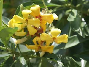 Hymenosporum flavum