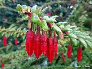 Landscape architecture: Agapetes serpens