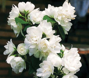 Landscape architecture: Philadelphus 'Snowdrift'