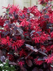 Landscape architecture: Loropetalum chinense var Rubrum 'Fire Dance'