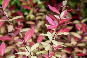 Landscape architecture: Pseudowintera colorata 'Moulin Rouge'