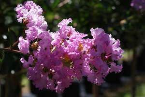 Landscape architecture: Lagerstroemia 'Souvenir D Hubert Puard'