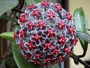 Landscape architecture: Hoya pubicalyx 'Royal Hawaiian Purple'