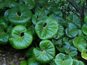 Landscape architecture: Ligularia reniformis