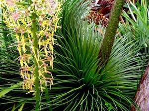 Landscape architecture: Agave geminiflora