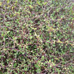 Landscape architecture: Muehlenbeckia astonii