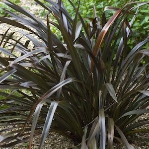 Phormium 'Platts Black'