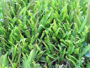 Blechnum penna – marina