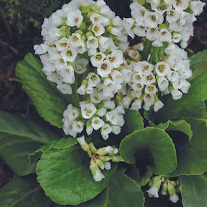 Bergenia cordifolia 'Snowtime'