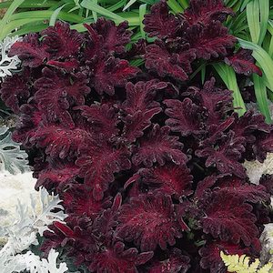 Landscape architecture: Coleus 'Black Dragon'