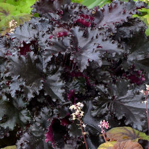 Landscape architecture: Heuchera 'Black Taffetta'