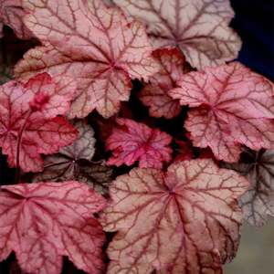 Landscape architecture: Heuchera 'Plum Power'