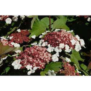 Viburnum sargentii 'Onondaga'