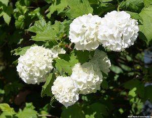 Viburnum opulus 'Sterile'