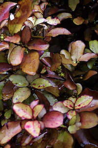 Landscape architecture: Pseudowintera colorata 'Red Glow'