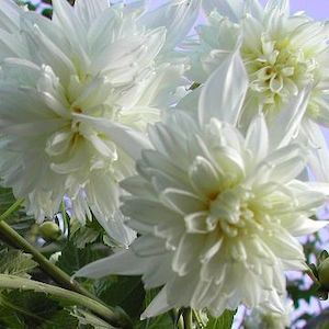 Tree Dahlia Double White