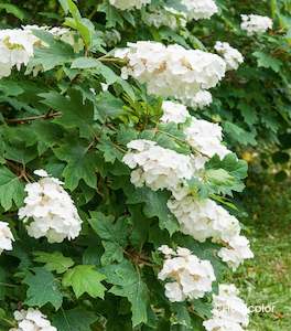 Hydrangea quercifolia - Oak Leaved Hydrangea