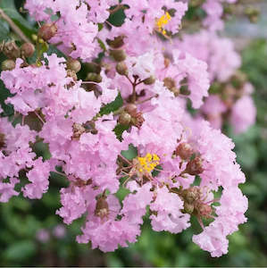 Landscape architecture: Lagerstroemia indica 'Soir D'Ete'