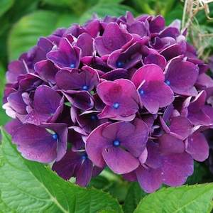 Hydrangea macrophylla 'Merveille Sanguine'