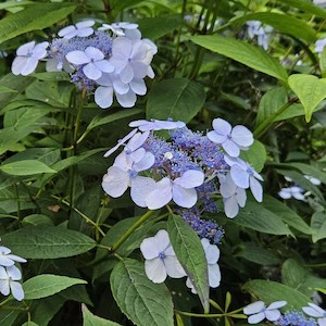 Landscape architecture: Hydrangea serrata 'Blue Deckle'