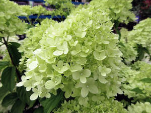 Hydrangea paniculata 'Limelight'