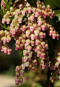 Landscape architecture: Pieris 'japonica 'Tickled Pink'