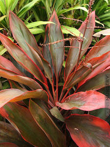 Landscape architecture: Cordyline fruticosa 'Compacta Orange'