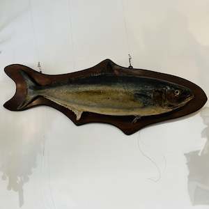 Large Taxidermy Kingfish