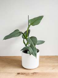 Plant, garden: Philodendron Grey