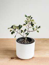 Ficus Triangularis Variegata