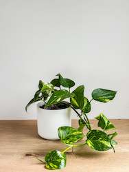 Golden Pothos