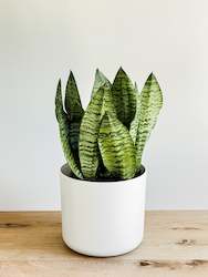 Sansevieria Black Coral